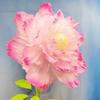 10 шт. Пелюстки з крепового паперу Штучна квітка півонії DIY Ручна робота Весільний декор Паперові квіти День народження Домашній фон