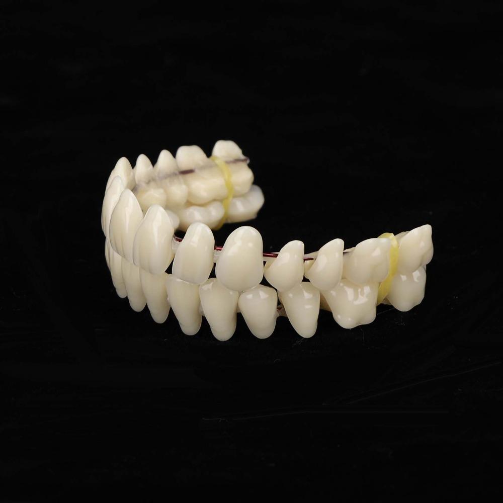 1Pair Removable Dental Teeth Teaching Model Resin Dental Training Model For Training Models
