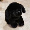 Multiple Kinds Cute Pet Dogs Plush Toys Stuffed Husky Saint Bernard Dog Shepherd Dog Samoyed Labrador Doll Cuddly Kids Companion