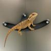 Breathable Lizard Hammock Hanging Geckos Habitat Bearded Dragon Hammock  Reptile Habitat
