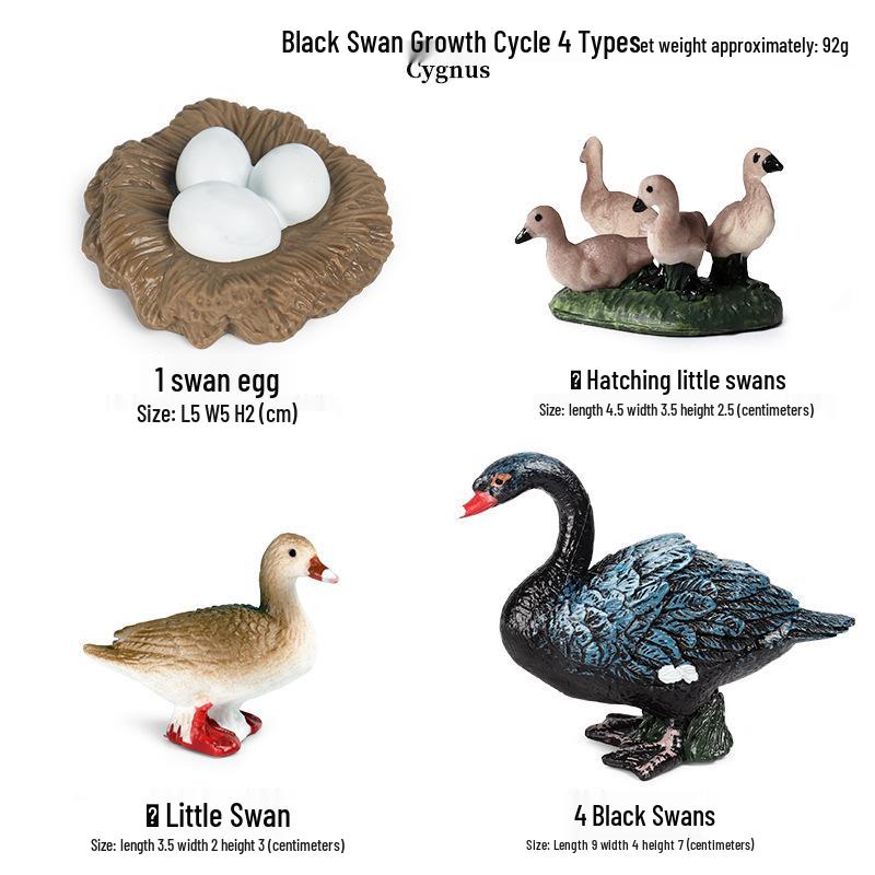Frog Life Cycle Model Set: Tadpole to Frog Educational Toys for Kids