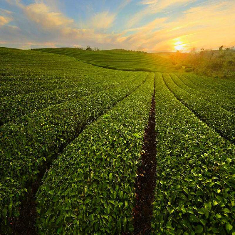 100g Organic Wheat Seedlings Tea Grass Extract Tea Powder Top Grade 100% Purely Natural