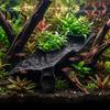 Betta Fish Cave Aquarium Corner Hideout, under Gravel Tunnel, Landscape Ornament Stone-Look Hideout Viewing Tunnel for Shrimp Tank Habitat