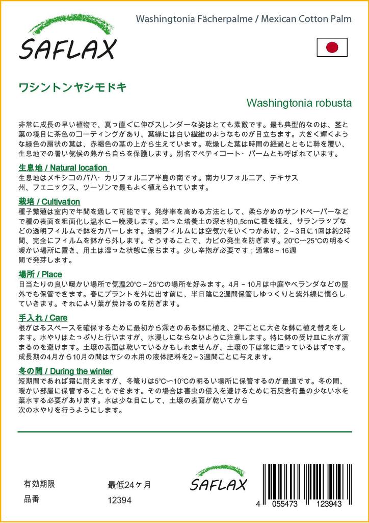 SAFLAX Mexikói gyapotpálma - 12 mag - cserepes szubsztrátummal a jobb termesztés érdekében - Washingtonia robusta