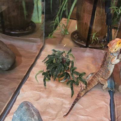 Reptiles – Terrarios de reptiles