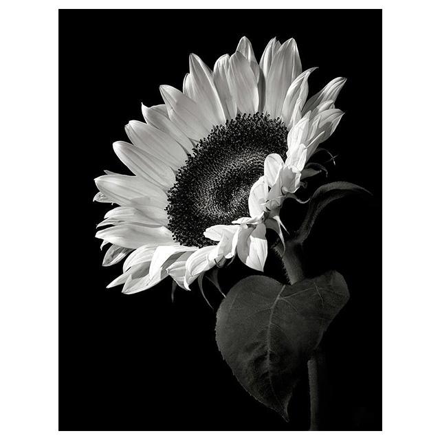 

Черно-белые цветы Подсолнух Лилия Принты Постер Холст Картина Современное Настенное Искусство Картинки Для Гостиной Спальни Домашний Декор 21x30cm No Framed