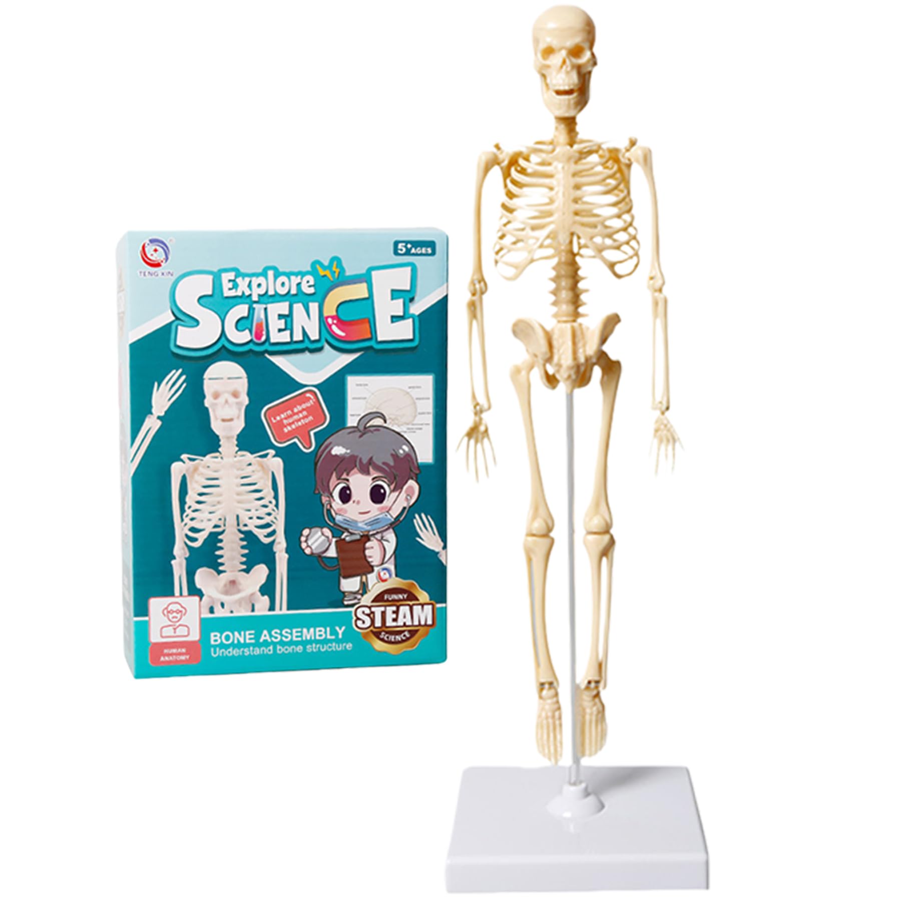 MOSABRUKI Human Anatomy Model Puzzle, Human Model Toy, Mannequin, Human Anatomy Model, Skeleton Model, Skeleton Toy, Educational Demonstration Kit for
