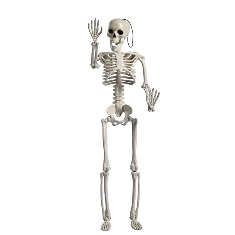 Anatomy Skeleton Model Medical Learning Skeleton Art Layout Props For Halloween Party Decoration