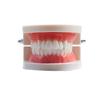Kindergarten Oral Teaching Tooth Resin Model