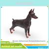 Conjunto de Modelo de Cão Realista em PVC com Doberman, Shiba Inu, Poodle, Samoyed para Colecionadores e Entusiastas de Animais