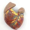 Large Human Heart Anatomical Model with 34 Markings for Medical Ultrasound Teaching