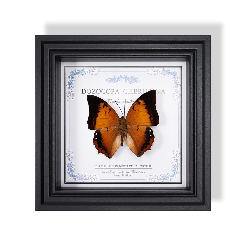 Wall-Mounted Butterfly Specimen Photo Frame: Home Decor & Gift for Valentine's Day, Qixi, Birthday, Couples & Insect Lovers