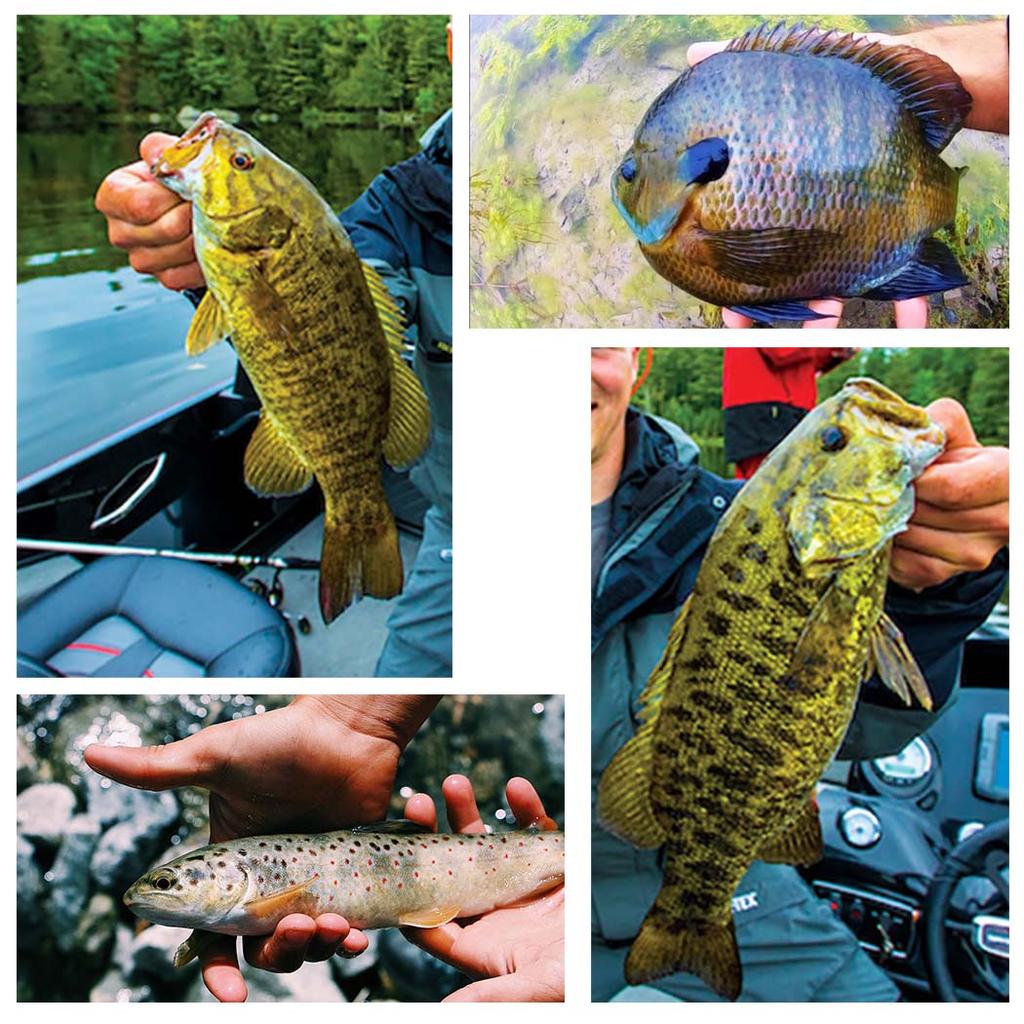 Trockenfliegen Angelköder-6/10Stk.-Blau&Gelb Maifliege Trockenfliegen Kristallfaden Seidenkörper Köder Größen#10 Für Forelle/Barsch/Karpfen usw. im Süßwasser oder Salzwasser.