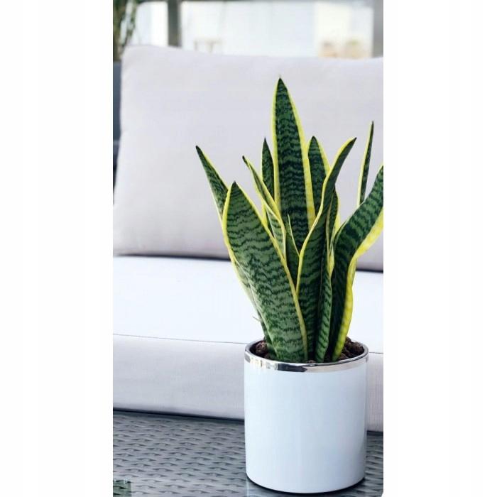 Ceramic Flowerpot for Small Flowers, White, 8 Cm