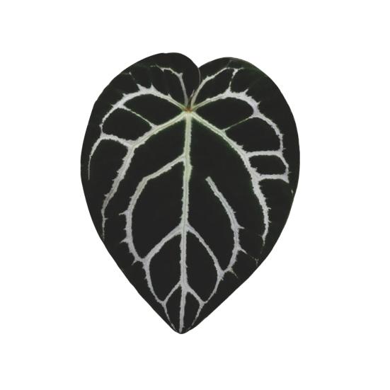 Yousheng Simulated Tropical Leaf Decoration Acrylic Epoxy Resin Green Leaf Sign DIY Refrigerator Magnet Mobile Phone Airbag Holder Accessories