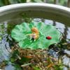 Lotus Leaf Floating Cat Fishing Miniature Cat Fishing Model Aquarium Landscaping  Aquatic Pet Tank