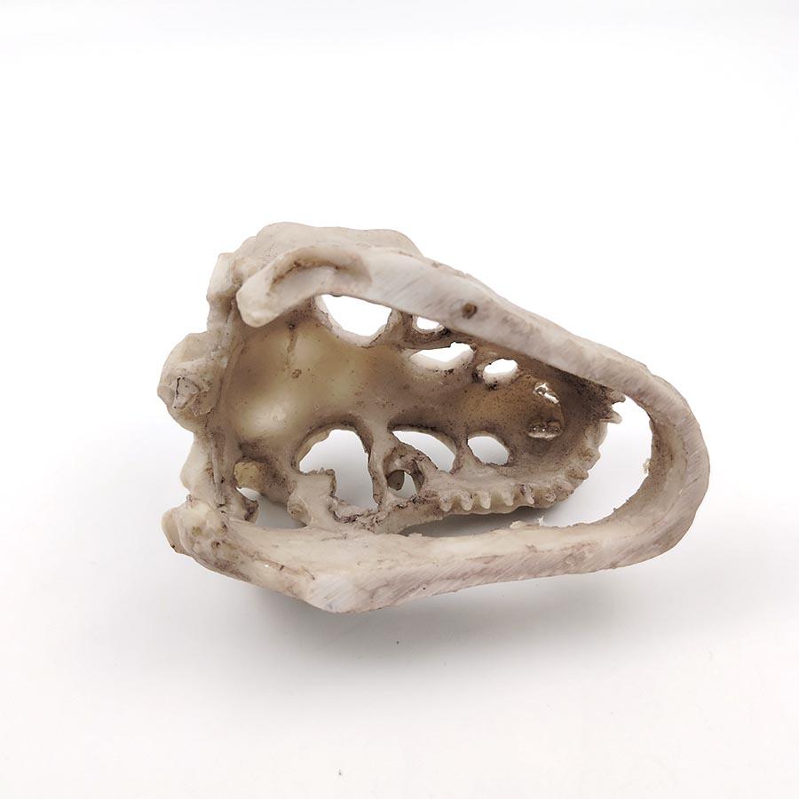 1 Set Resin Dinosaur Fossil Simulation Mini Dinosaur Ornaments Decorative Props Crafts Arts Artificial Decor for Fish Tank Aquarium