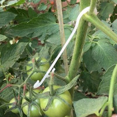 100Pcs Reusable Tomato Support Clips Plastic Garden Plant Clips for Grape Vines Climbing Plants Tomato Hanging Hooks Vine Stem