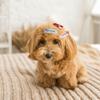 10pcs Bow Pattern Pet Hair Clip Slim Build Floral Look Puppy Head Flower Mini Size Rich Color Pet Party Decor Birthday Party