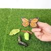 New Creative Childrens Cognitive Education Toy Simulation Animal Insect Model Mini Animal Butterfly Growth Cycle Ornaments