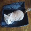 Foldable Cat Litter Box – Portable Travel Litter Bag with Lid &  Leak Proof & Lightweight – Perfect for Camping Car Outdoor Use
