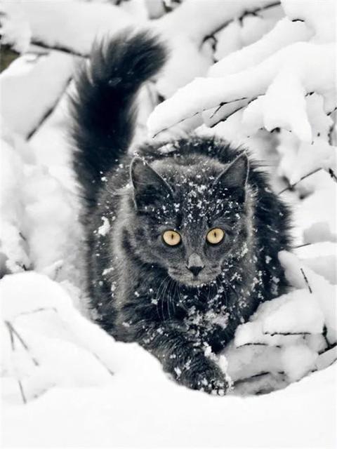 5D Diy Diamond Painting Cats And Dogs Full Round/Square Drill Embroidery Cross Stitch Animal Pet Mosaic Pictures Home Decoration