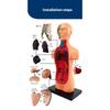 Human Torso Model, menneskekroppsmodell for barn brukt til studentundervisningsforskning, med tilhørende produktbrukerhåndbok