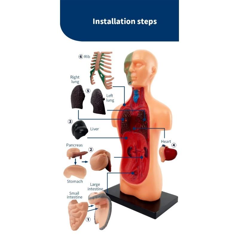 Human Torso Model, menneskekroppsmodell for barn brukt til studentundervisningsforskning, med tilhørende produktbrukerhåndbok