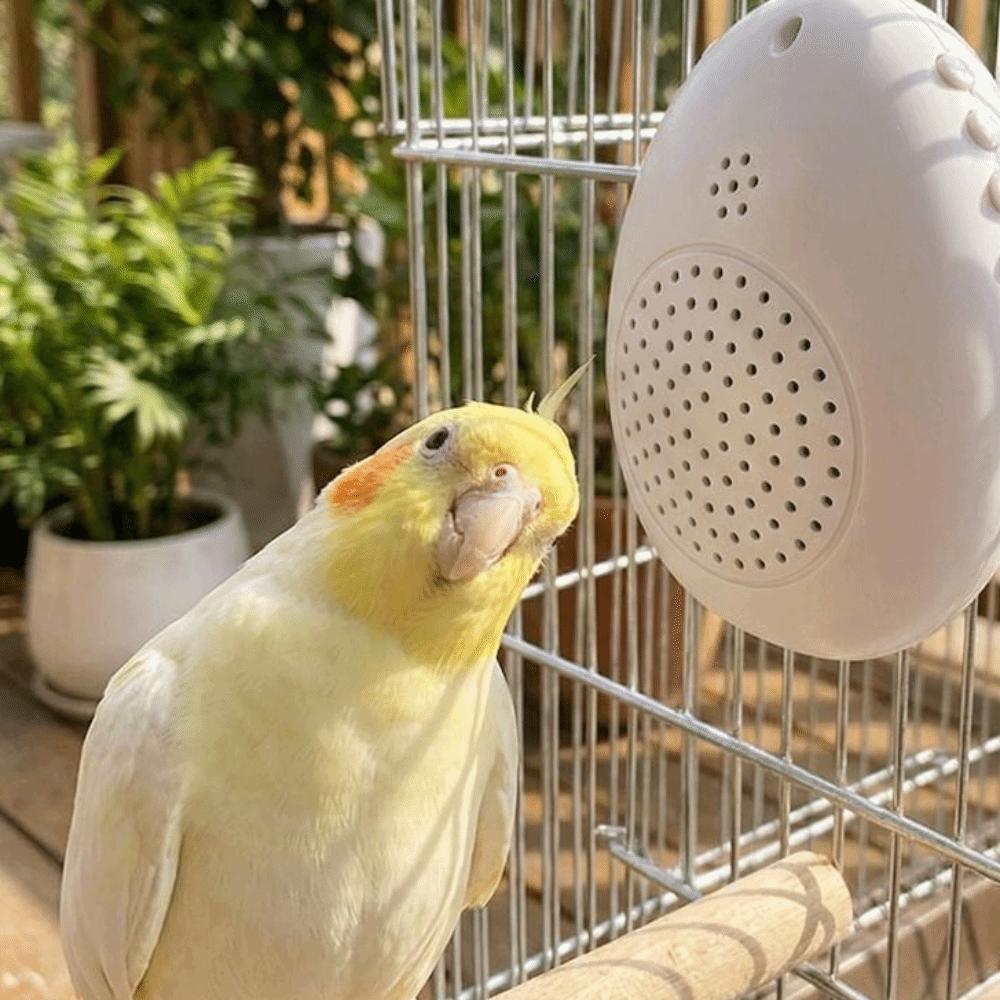 Interactive Bird Learning Machine Playback Bird Repeater Speech Training Machine  Behavior Training