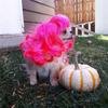 Funny And Colorful Pet Wig For Dogs Cosplay Costume Accessory Ideal For All Occasions