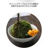 Cute Cat Chopstick Rests, Ceramic Chopstick Holders, Set of 5, for Home, Study, Dining Table, Izakaya