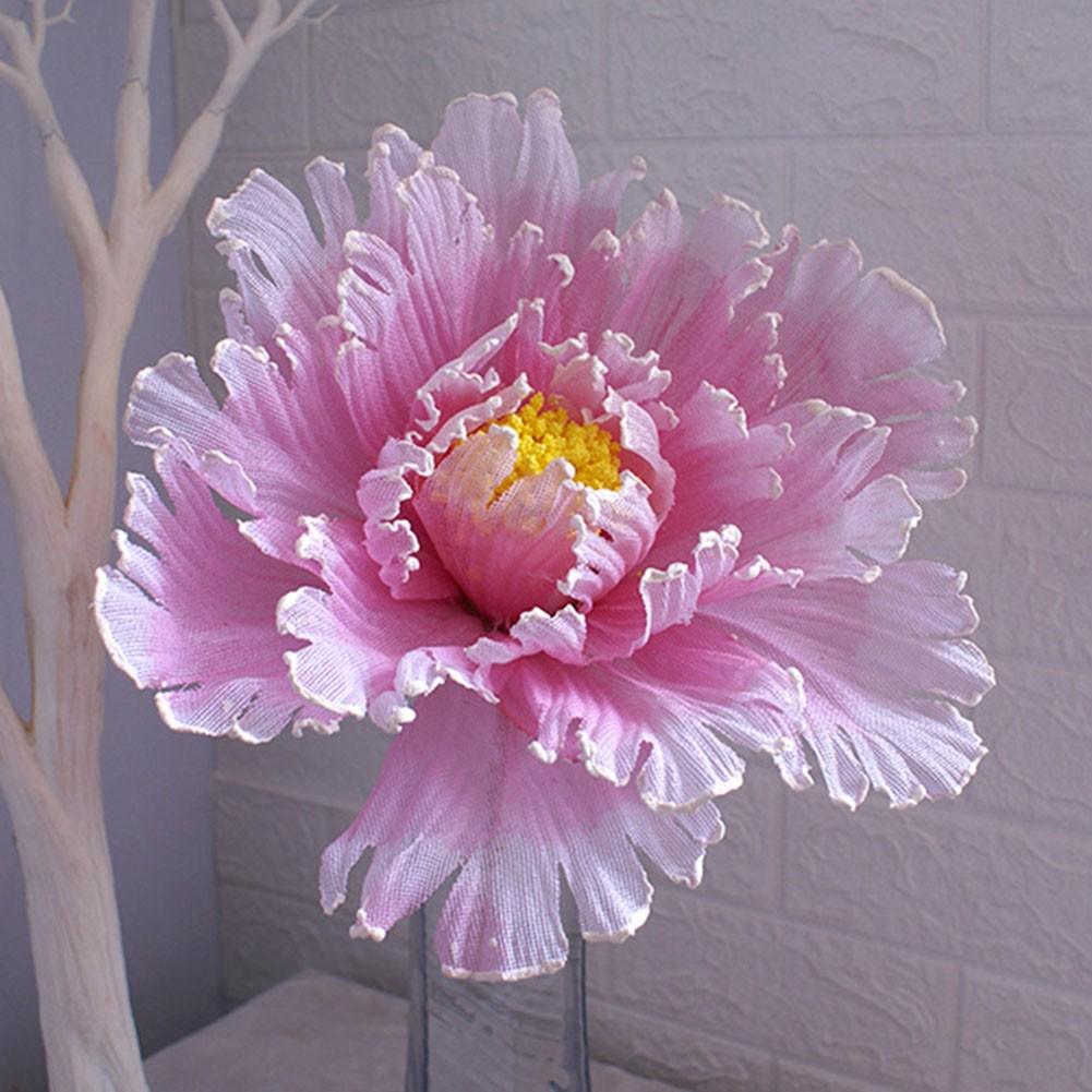 Peony Flower Flower Head Diameter Space Green Stem Website
