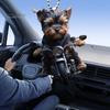 Akrylátový prívesok do auta Šteniatko jazdí na motocykli Závesný prívesok so šnúrkou na uchytenie Ľahký ornament na spätné zrkadlo Prívesok so zvieratkom Interiér auta