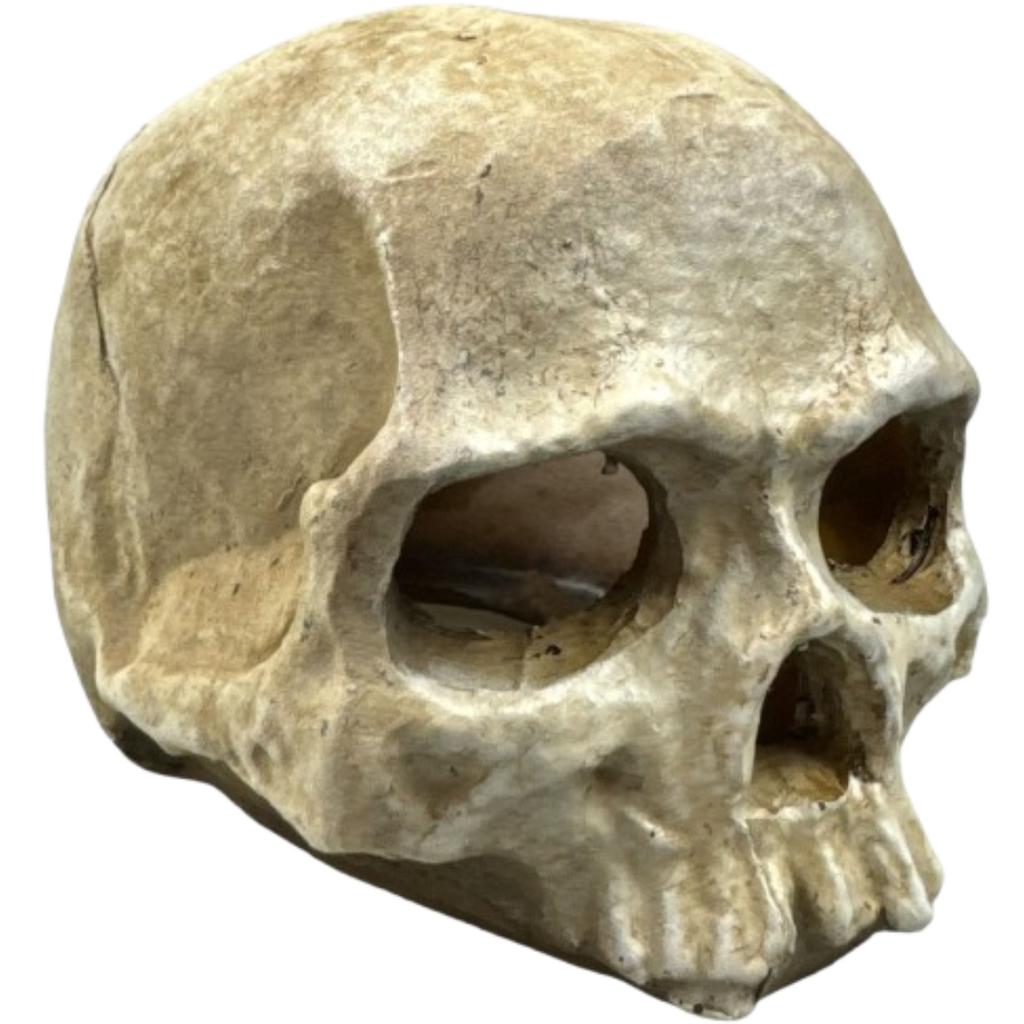Czaszka człowieka