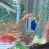 Fish Tank Glass Scraper Cleaner Floating Aquarium Cleaner Super Magnetic Clean Brush Aquarium