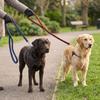 Verstellbare Schlaufe Hund Schlingleine Helle Farbe Haustierseil Komfort Zug Trainierleine Haustiertraining