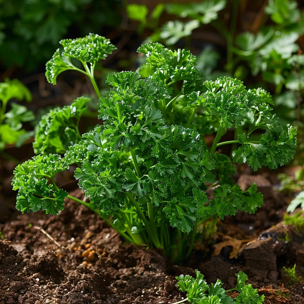 500 Curly Parsley Seeds - Semi-Wild Permaculture