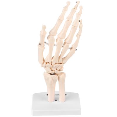 Medisch Anatomisch Levensgroot Menselijke Hand Gewricht Studie Skeletmodel