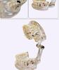 Human Tooth Anatomy Model for Teaching and Simulation - Detachable Denture Mold