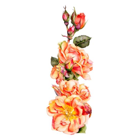 

Self Adhesive Rose Wall Decals Reusable Static Glass Stickers Glue-Free Waterproof Moisture-Proof Window Clings for Living Room Bedroom Home Decor A