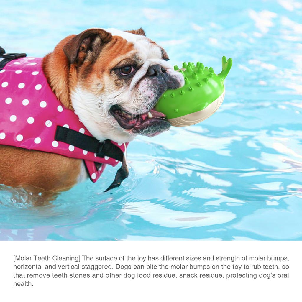 dog biting water spray