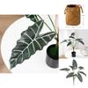 Planta Artificial Estilo Folha de Alocasia Odora com Cesta Artesanal Para Decoração de Casa
