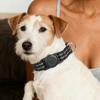 Pet Collar Adjustable Reflective Dog Collar Integrated Protective Cover Can Install Locator