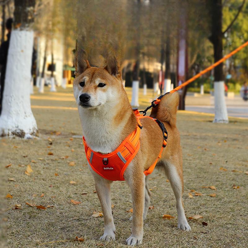 Hundeleine, Shiba Inu Koji Fell Haustier Brust- und Rückenriemen, Ausbruchsichere Hundeleine, Kette für mittelgroße und große Hunde