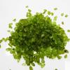 Loose Gemstone 191 Ct Green Peridot Natural Rough   Rough lot
