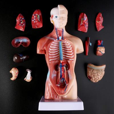 Anatomie člověka, anatomický trup, model těla, lidské orgány, kostra, anatomické plakáty, figuríny, hračky pro tělo, zdravotnické potřeby