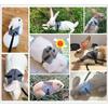 Cute Rabbit Harness and Leash Set Outdoor Walking Pet Harnesses for Small Animals Rabbits Teacup Dogs Clothes Cute Harness