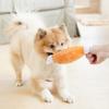 Plush Squeaky Chicken Leg Pet Toy Interactive Chew Bone for Dogs Cats Teeth Cleaning Supplies