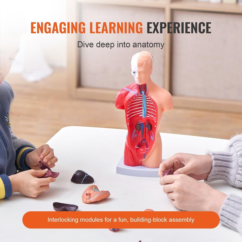 Human Body Model, 15 Parts 11 inch, Human Torso Anatomy Model Anatomical Skeleton Model with Removable Organs, Educational Teaching Tool for Students