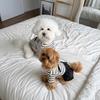 Striped Dog Vest Pet Dog Dress Dog Clothes for Small Dogs Chihuahua Bichon French Bulldog Bow Dog T Shirt Puppy Skirt